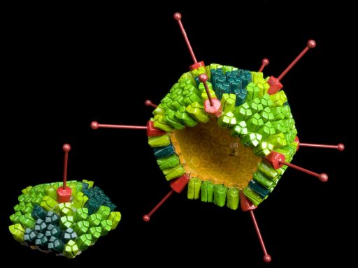 Adenovirus model, magnified three million times, made originally for Living Body exhibition, 1985.