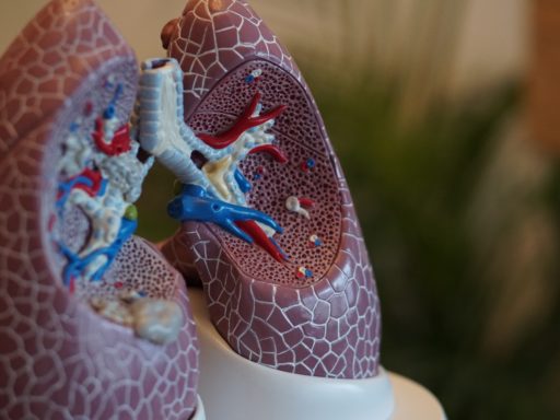 Model of the lungs.