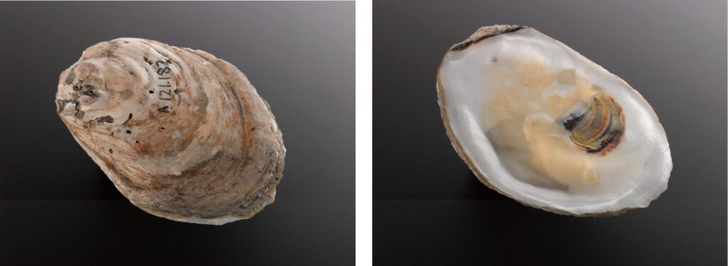 An oyster shell primarily made of calcium carbonate used as amulet, 1880-1920.